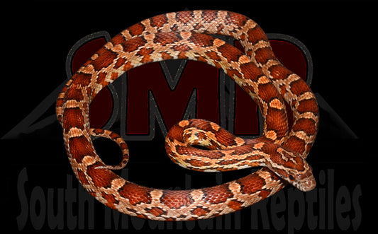 Het Cornsnake 24" Male