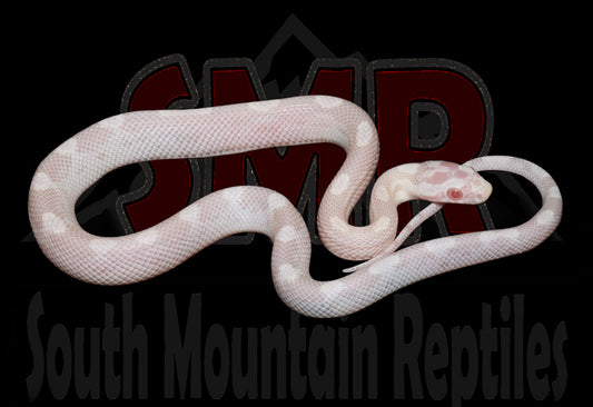 Snow Motley 12" Male