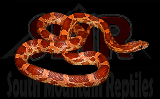 Pos-het Cornsnake 23" Female