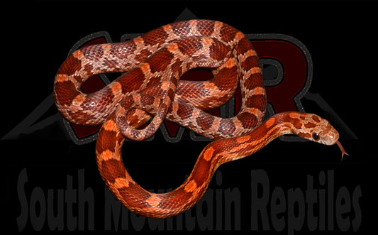 Pos-het Cornsnake 19" Female