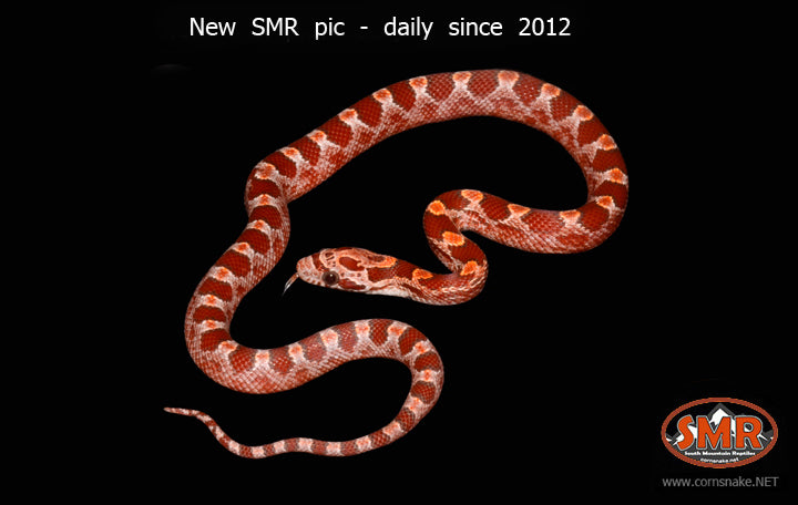 12" Female strawberry Bloodred - South Mountain Reptiles