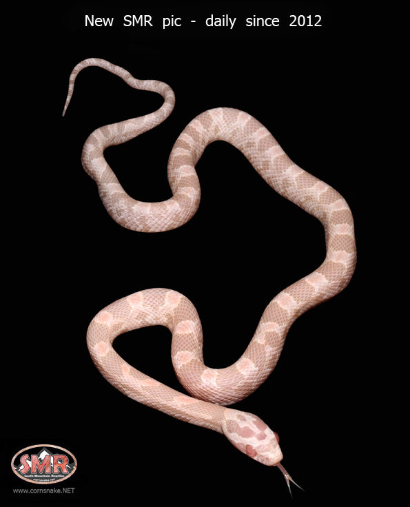 12" Male Coral Snow - South Mountain Reptiles