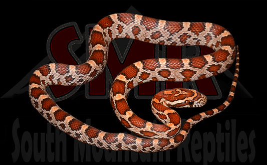 Pos-het cornsnake 16" Female