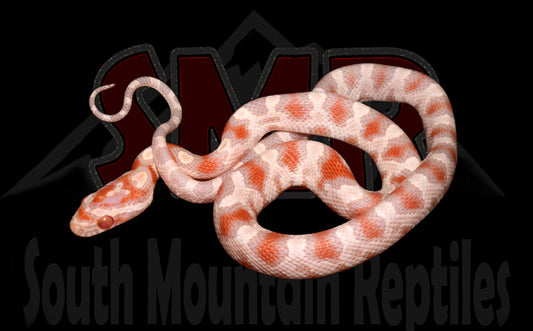 High-white Reverse Okeetee 12" Female for sale by South Mountain Reptiles