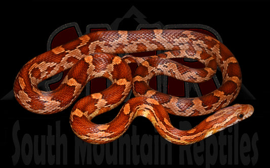 Pos-het Cornsnake 22" Female