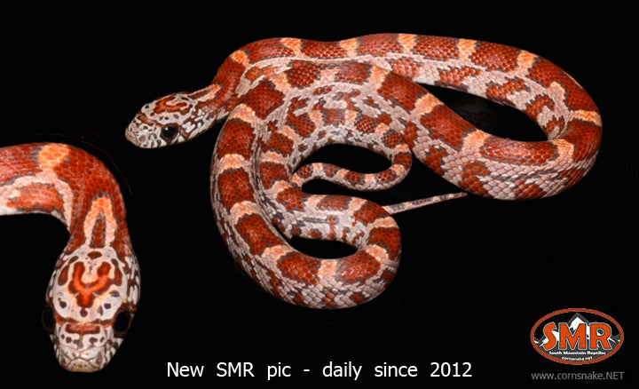12" Male Dilute Sunkissed - South Mountain Reptiles