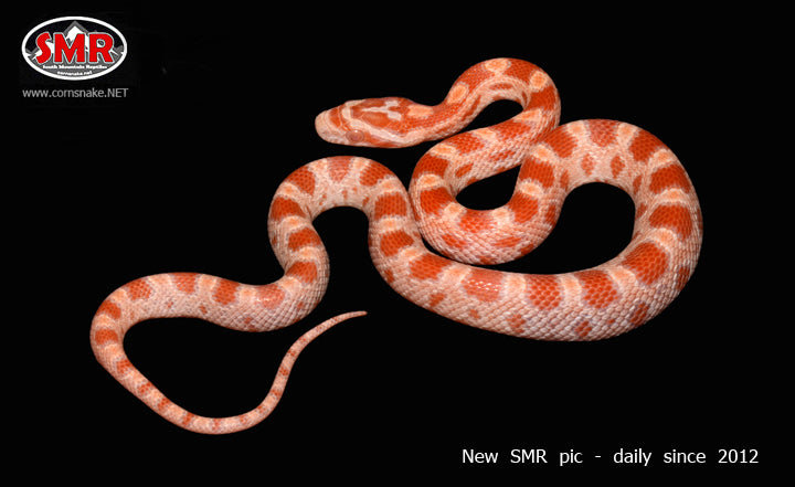 14" Amel Cornsnake - South Mountain Reptiles