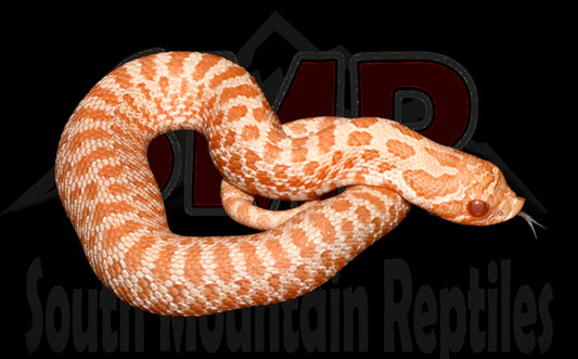 Albino Western Hognose 5" Female