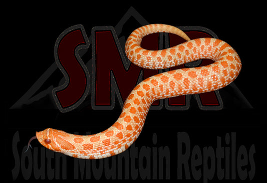 Albino Hognose 6" Male