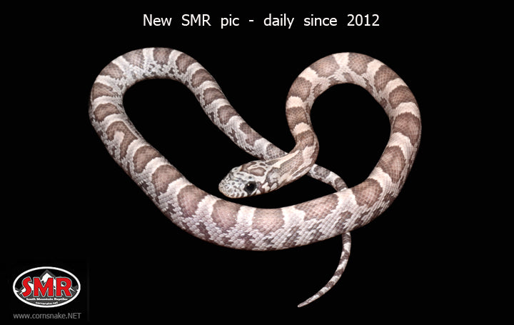 12" male Dilute Sunkissed Anery - South Mountain Reptiles
