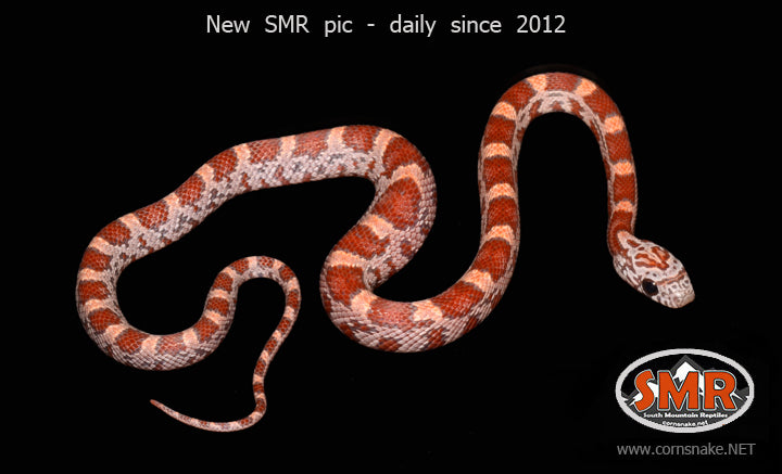 12" male Dilute Sunkissed - South Mountain Reptiles