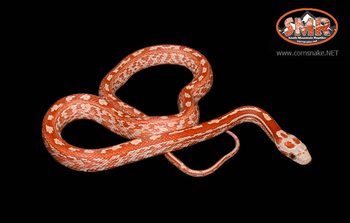 12" Male Hypo Bloodred Tessera - South Mountain Reptiles