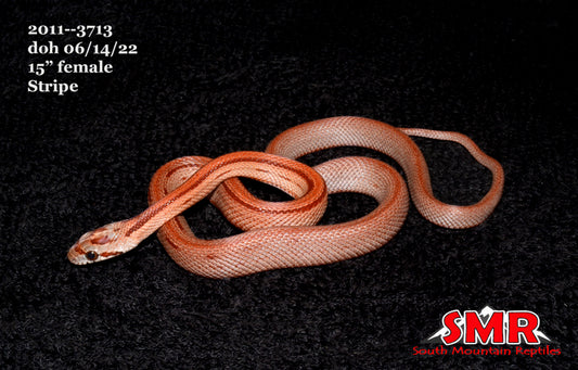 Striped 15" Female