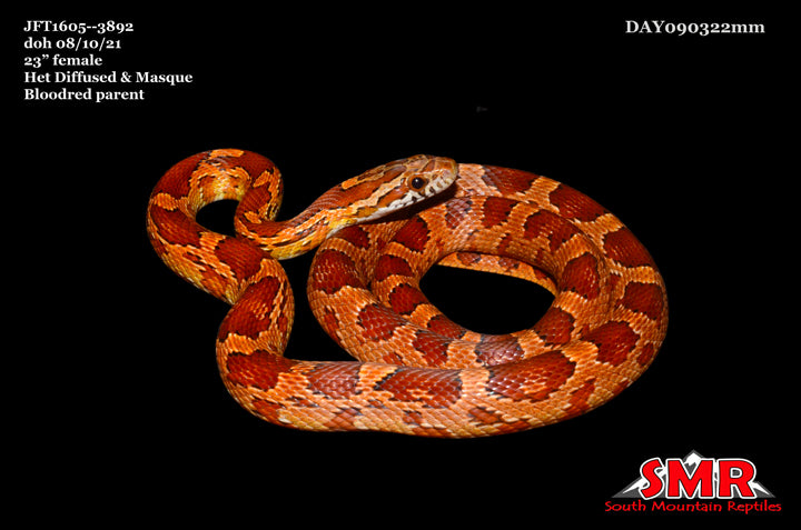 Het Corn Snake 23" Female