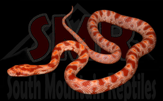 Fluorscent Extreme Amel 12" Male for sale by South Mountain Reptiles