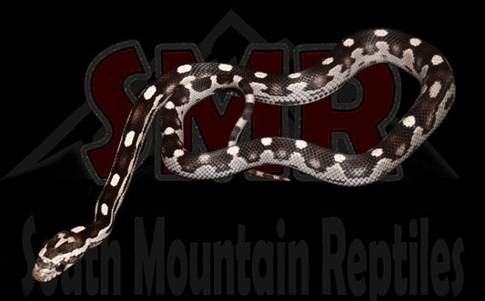 Hurricane Anery Motley 12" Female for sale by South Mountain Reptiles