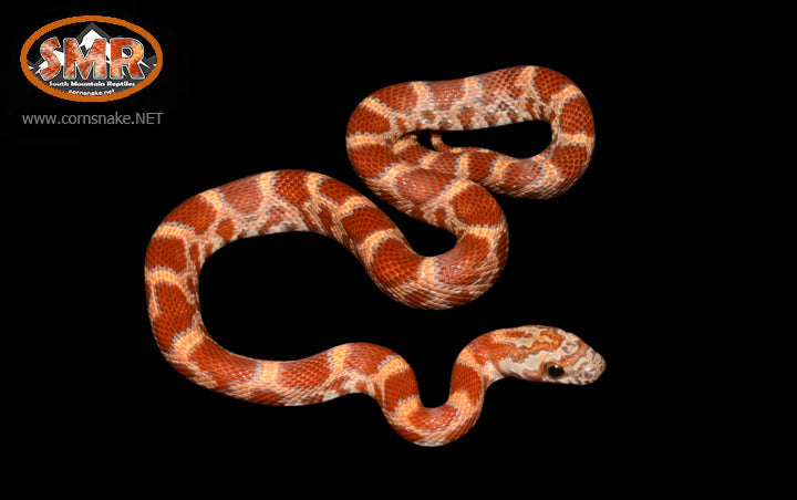 12" male Hypo Sunkissed - South Mountain Reptiles