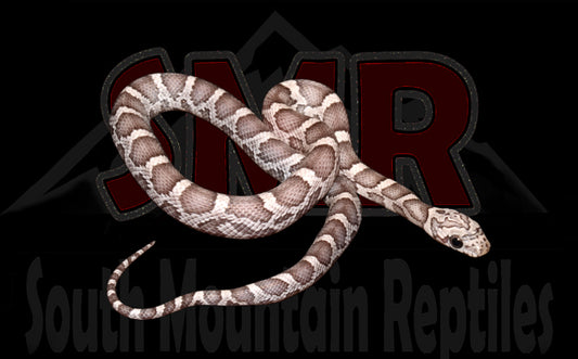 Sunkissed Anery 12" Female for sale by South Mountain Reptiles