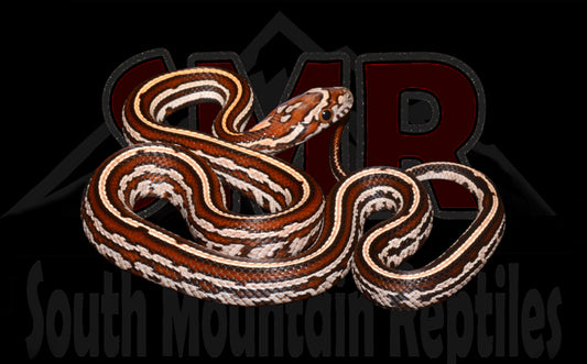 Buf Tessera 12" Female for sale by South Mountain Reptiles