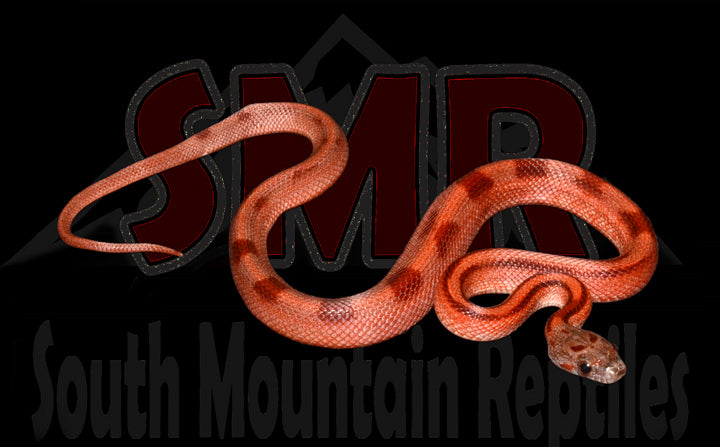 Striped Bloodred 12" Male