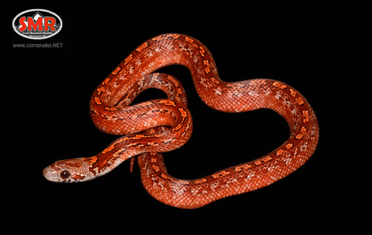 14" female Pied-sided Tessera - South Mountain Reptiles