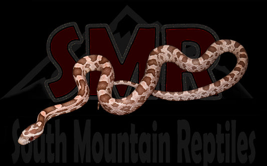 Coral Ghost 12" Female for sale by South Mountain Reptiles