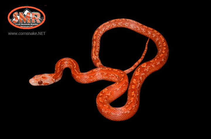 12" male Hypo Pied-sided Bloodred Tessera - South Mountain Reptiles