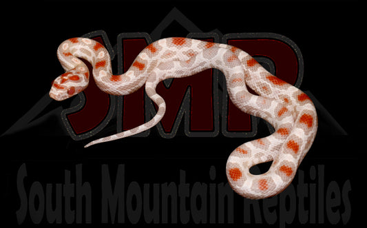 High-white Reverse Okeetee 12" Female for sale by South Mountain Reptiles