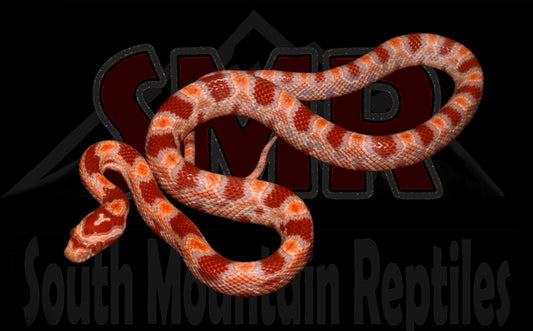 Extreme Reverse Okeetee 14" Female for sale by South Mountain Reptiles
