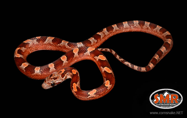 12" female Pied-sided Bloodred - South Mountain Reptiles