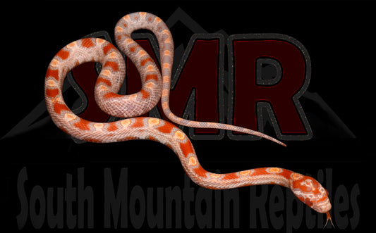 Buf Amel Okeetee 13" Male for sale by South Mountain Reptiles