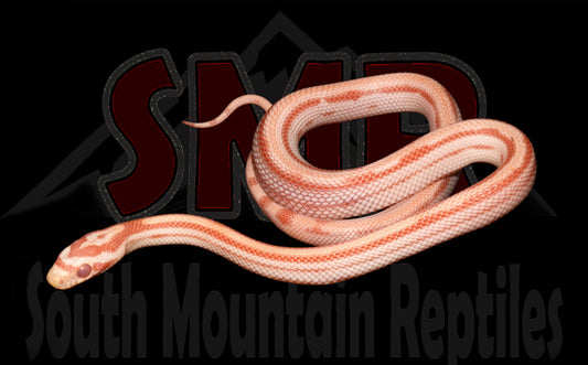 Striped Amel 12" Male for sale by South Mountain Reptiles