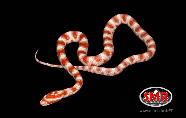 14" female High-white Reverse Okeetee - South Mountain Reptiles
