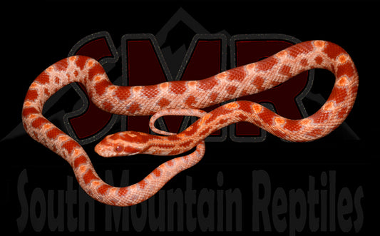 Red Factor Amel 14" Female for sale by South Mountain Reptiles