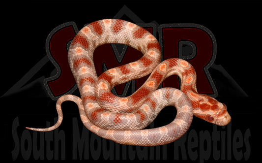 Extreme Reverse Okeetee 12" Male for sale by South Mountain Reptiles