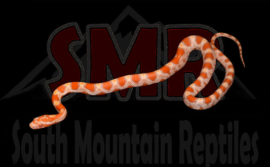Buf Amel Okeetee 12" Female for sale by South Mountain Reptiles