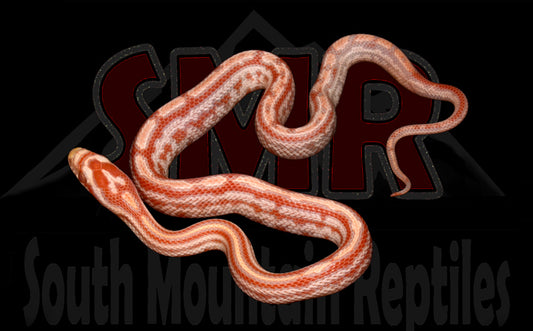 Extreme Reverse Okeetee Tessera 12" Male for sale by South Mountain Reptiles