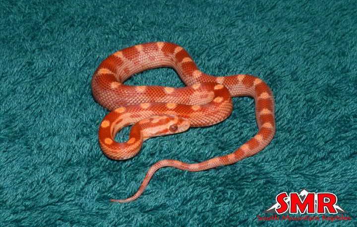 Sunglow Motley 11" Male