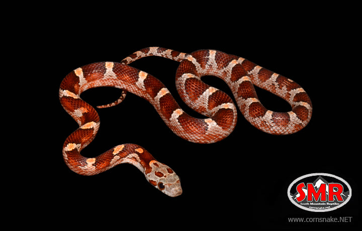 14" male Bloodred Cornsnake - South Mountain Reptiles