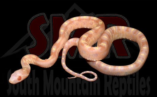 Scaleless Butter Okeetee 14" Male for sale by South Mountain Reptiles