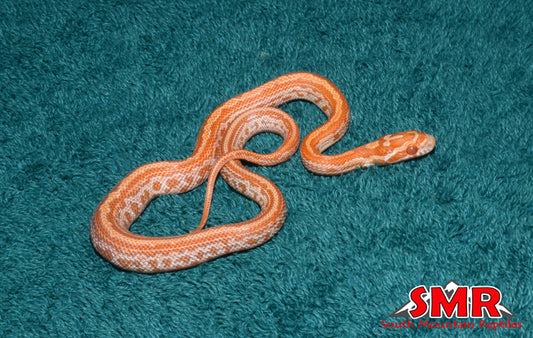 Creamsicle Tessera 11" Female