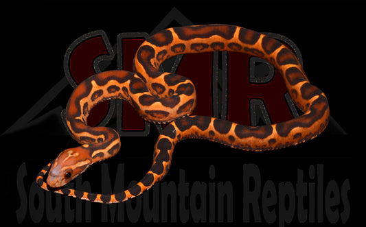 Scaleless Extreme Okeetee 13" Female for sale by South Mountain Reptiles
