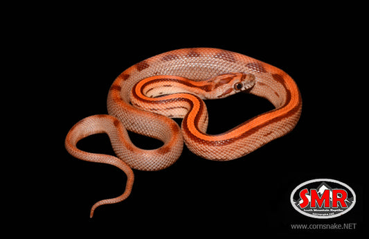 Red Factor Motley 18" Male - South Mountain Reptiles