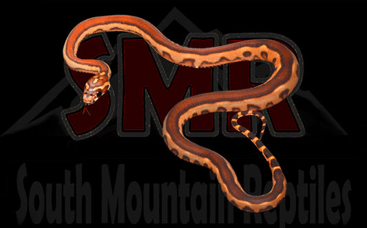 Scaleless Aberrant Extreme Okeetee 12" Female for sale by South Mountain Reptiles