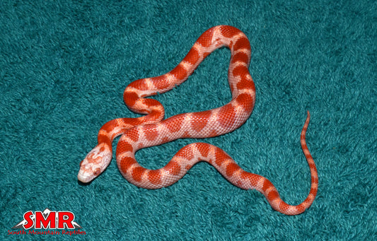 Sunkissed Amel Motley 12" Female