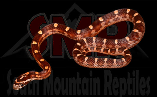 Motley 12" Male for sale by South Mountain Reptiles