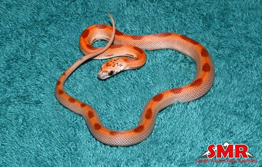 Striped Sunkissed Hypo 12" Female