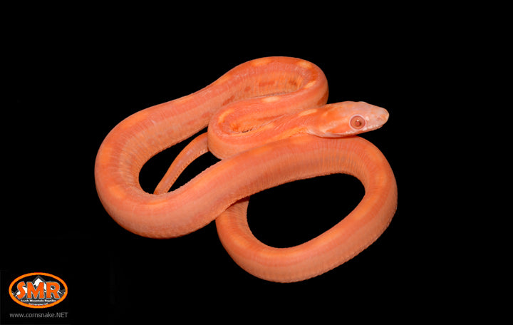 13" female Scaleless Sunglow Motley - South Mountain Reptiles