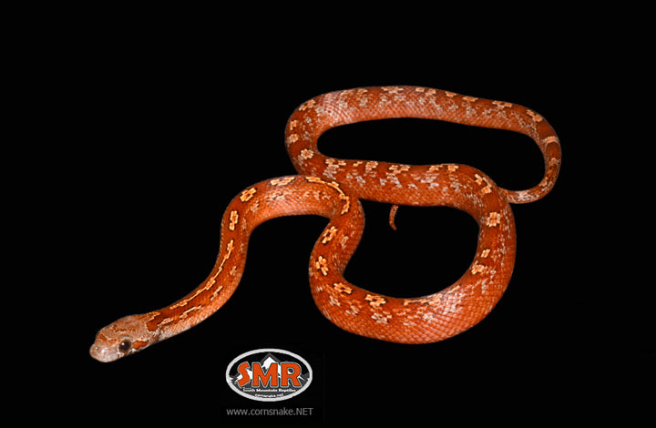 14" Male Pied-sided Bloodred Tessera - South Mountain Reptiles