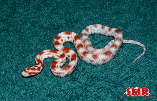 High-white Reverse Okeetee 13" Male